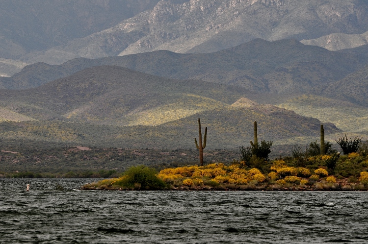 brittlebush covered hills